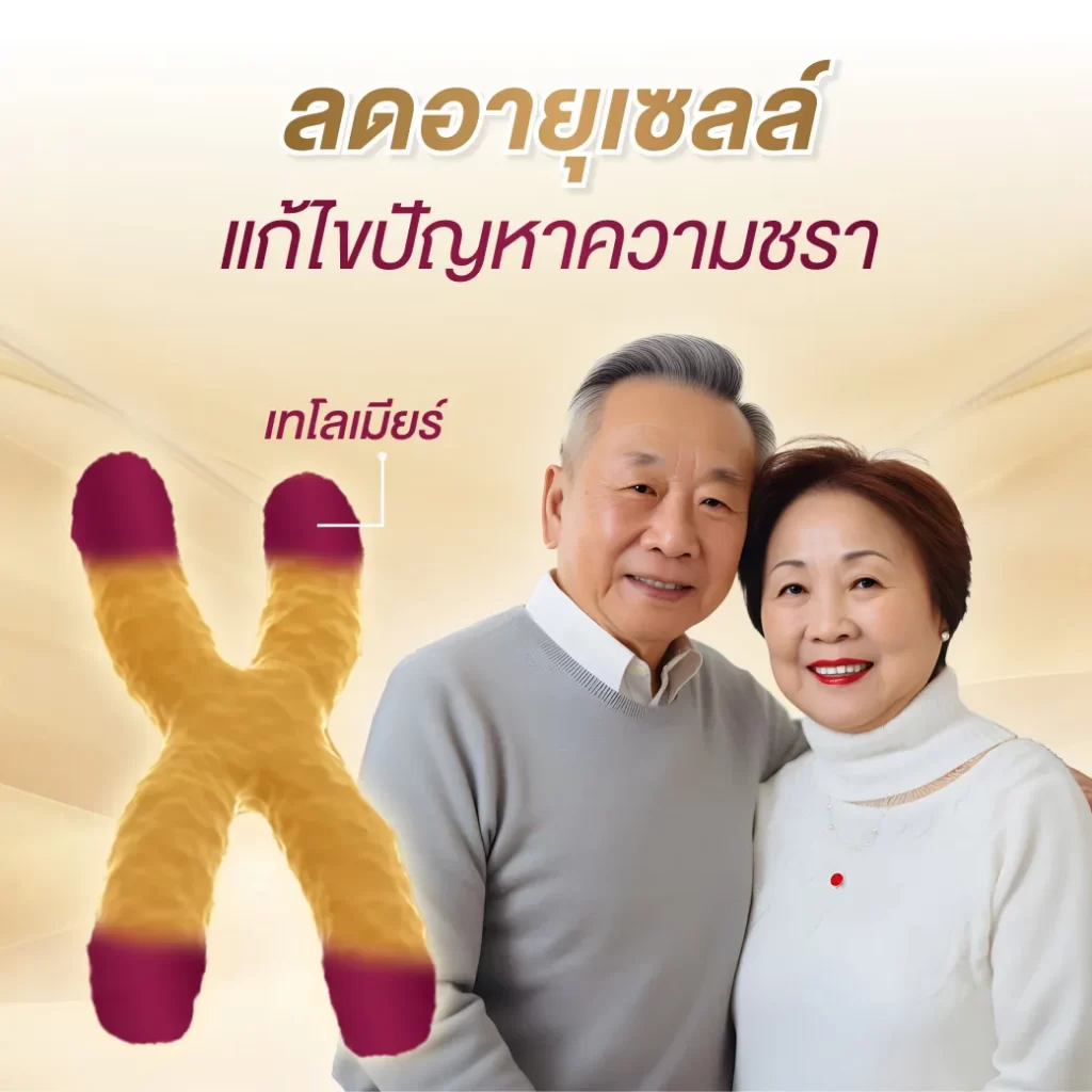 คู่ผู้สูงวัยยืนใกล้กัน ข้อความลดอายุเซลล์ พร้อมกราฟิกเทโลเมียร์รูปตัวเอ็กซ์ด้านซ้าย